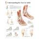 Understanding the Foot & Ankle Chart