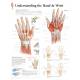 Understanding the Hand & Wrist Chart