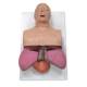 Nasco 101-501 Simulaids Adult Airway Management Trainer with Board