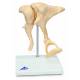 Bonelike Ossicles - Magnified 20 Times Life Size - 3B Smart Anatomy