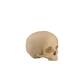 ORTHOBone Standard Pediatric Skull Alt 2