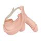 3B Scientific 1020717 Replacement Male Genital Insert for P11, Side View
