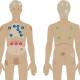 11 ANTERIOR AND 4 POSTERIOR AUSCULTATION SITES