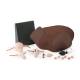 3B Scientific 1023305 SKINlike™ Gynecologic Skills Trainer - Dark Skin Tone