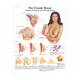 3B Scientific SKINlike™ Wearable Breast Self-Examination Model with Carrying Case, Female Breast Chart