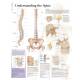 Understanding the Spine Chart