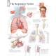 Respiratory System Chart