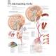 Understanding Stroke Chart