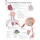 Atrial Fibrillation & Ischemic Strokes Chart