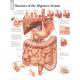 Diseases of the Digestive System Chart