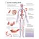 Understanding PAD (Peripheral Artery Disease) Chart