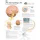 Understanding CNS (Central Nervous System) Chart