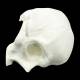 Bone Models™ 200800 Half Skull Surgical Practice Model, Front View