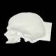 Bone Models™ 200800 Half Skull Surgical Practice Model, Left Side View