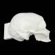 Bone Models™ 200800 Half Skull Surgical Practice Model, Right Side View