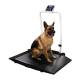 Rice Lake 204404 Dual-Ramp Veterinary Scale with Integrated Handrail, Actual Use (Animal shown for demonstration purposes only and is not included)