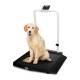Rice Lake 204405 Single-Ramp Veterinary Scale with Integrated Handrail (Animal shown for demonstration purposes only and is not included)