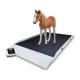 Rice Lake 204407 Large Dual-Ramp Veterinary Scale (Animal shown for demonstration purposes only and is not included)