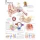 The Ear Chart