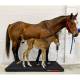 Rice Lake 231030 Equine Floor Scale and Indicator Package, Actual Use (Animal shown for demonstration purposes only and is not included)