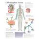 The Lymphatic System Chart