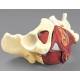 Composite Pelvis and Pelvic Floor Model