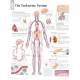 The Endocrine System Chart