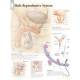 Male Reproductive System Chart