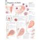 Pregnancy & Birth Chart