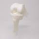 Bone Models™ 775651 Distal Femur and Tibia Model with Collateral Ligaments - Single Density