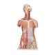 3B Scientific 8000869 Essential Nursing Lab Set, Deluxe Dual Sex Muscle Torso with Head Model 31-Part