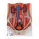 3B Scientific 8000873 Nursing Plus Set, Dual Sex Urinary System Anatomical Model 6-Part
