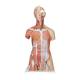 3B Scientific 8000873 Nursing Plus Set, Deluxe Dual Sex Muscle Torso with Head Model 31-Part