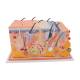 3B Scientific 8000873 Nursing Plus Set, Skin Block Model - Full-Size