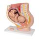 3B Scientific 8000874 Anesthesiology Lab Set, Pregnancy Pelvis Model 3-Part
