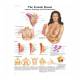 3B Scientific 8000875 Breast Examination Set, Female Breast Chart