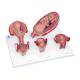 3B Scientific 8000878 Obstetrics Lab Pro Set, Standard Pregnancy Series - 5 Models