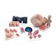 3B Scientific 8000878 Obstetrics Lab Pro Set