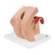 3B Scientific 8000879 Gynecology Lab Set, Gynecological Patient Education Model