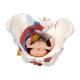3B Scientific 8000879 Gynecology Lab Set, Female Pelvis with Ligaments, Vessels, Nerves, Pelvic Floor, and Organs Model 6-Part