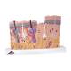 3B Scientific 8000882 Wound Care PRO Set, Skin Section Model