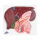 3B Scientific 8000884 Gallbladder Set, Liver with Gall Bladder, Pancreas, and Duodenum Model