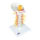 3B Scientific 8000891 Cervical Spinal Injection Kit, 