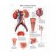 3B Scientific 8000892 Dual Sex Catheterization PRO Set, Urinary Tract Chart