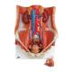 3B Scientific 8000892 Dual Sex Catheterization PRO Set, Dual Sex Urinary System Anatomical Model