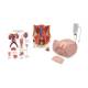 3B Scientific 8000892 Dual Sex Catheterization PRO Set