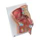 3B Scientific 8000894 Catheterization PRO Kit - Male, Anatomical Model