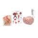 3B Scientific 8000894 Catheterization PRO Kit - Male
