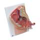 3B Scientific 8000895 Catheterization PRO Kit - Female, Anatomical Model