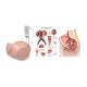 3B Scientific 8000895 Catheterization PRO Kit - Female